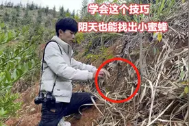 户外找蜂遇到阴天怎么办？小伙教你一招，轻松定点收获免费小蜜蜂
