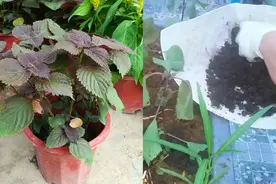 阳台种菜：盆栽紫苏叶片萎蔫？掌握好4个窍门，盆盆长得又快又好