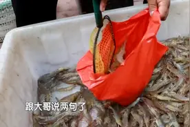 100块钱5斤！本地盐汪子虾新鲜上市，卖家教你如何挑选