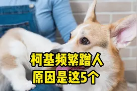 柯基频繁蹭人，原因是这5个！视频封面