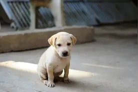 小狗的叫声 The barking of a puppy视频封面