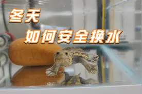 您的龟缸多久换一次水？水体发黄有气泡，我教您如何安全换水