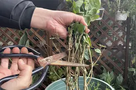 春季如何修剪茉莉花？简单几步，一看就会视频封面