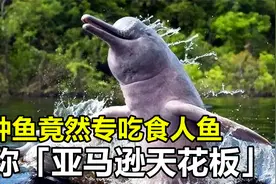 它专吃食人鱼，堪称亚马逊河 “食物链天花板”，它究竟是谁？视频封面