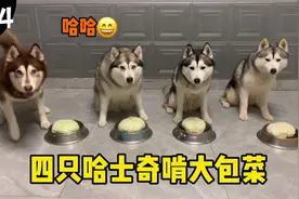 四只纯种哈士奇，比赛啃包菜！有的二哈胖是有原因的，看看谁最帅