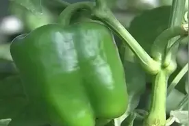 甜椒果肉细脆微微发甜，爆炒也可凉拌生食最佳，既养眼又生津爽口视频封面