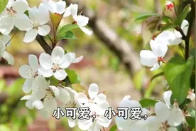 抖音又火了一首新歌《小可爱》动感的旋律，醉人的歌声，真好听！