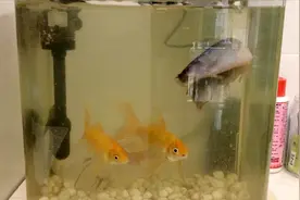 鱼缸水发黄怎么办？实测这种方法不伤鱼，水能快速变清澈视频封面