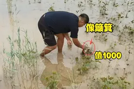 大甲鱼钻泥冒泡，小伙一把挖出像簸箕，眼睛锃亮像车灯，值1000块视频封面