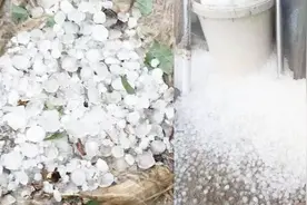 山东日照、潍坊突降冰雹！实拍：不少庄稼遭袭击倒伏一地视频封面