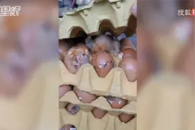 郑州一商店成摞鸡蛋破壳孵化出小鸡视频封面
