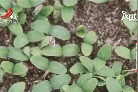 栽培秋延迟大棚黄瓜，先将选好的种子进行消毒，才能开始催芽视频封面