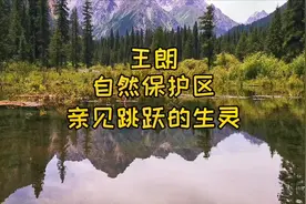 进入如此纯净的王朗自然保护区，亲眼见到野生动物的那一刻好兴奋视频封面