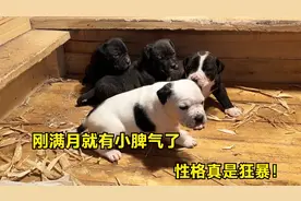 “杀人犬”加纳利刚满月，性格就极其狂暴，看完你还敢养吗？视频封面