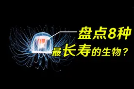 盘点地球上寿命最长的8种动物，最后一名灯塔水母，可以返老还童
