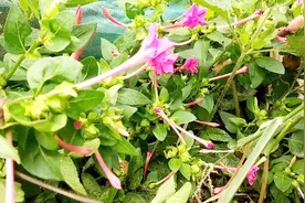 利尿  关节疼痛  止痛  “紫茉莉”，让你不花一分钱。