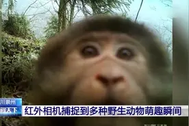 红外相机捕捉到多种野生动物萌趣瞬间视频封面