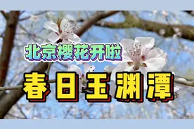 北京玉渊潭的樱花开啦！周末公园里人山人海，10元钱就能看遍美景视频封面