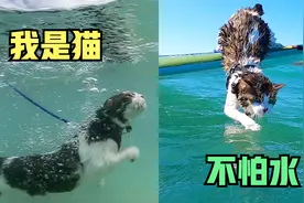 一只喜欢游泳和冲浪的猫，享受着阳光沙滩海风，实在太让人羡慕了