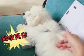 被揍出阴影的敏感小比熊该如何拯救