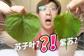 为苏子叶和紫苏的对比，花了136天自己种菜！区别真大吗？视频封面