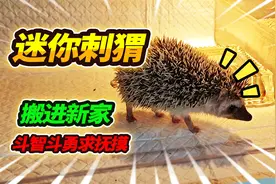 30天养不熟只迷你刺猬，换进新家却只喜欢吃猫粮，最后只能这样了