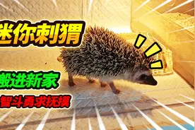 30天养不熟只迷你刺猬，换进新家却只喜欢吃猫粮，最后只能这样了视频封面