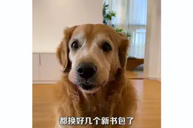 狗狗居然用钢珠包饺子给主人吃！视频封面