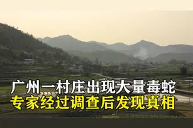 2011年广东一村庄出现大量毒蛇，专家经过调查后，发现事情真相！视频封面