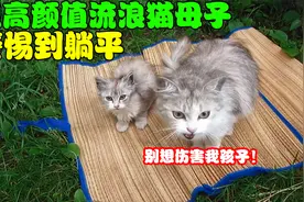 草坪发现高颜值流浪猫母子，从拒绝人类靠近，到彻底躺平！视频封面