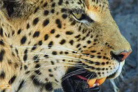 【高清SHOW视频】【4K】[蓝光1920]非洲野生动物African wildlife视频封面