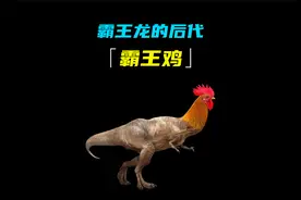 为何说鸡是霸王龙的后代，这是真是假？视频封面