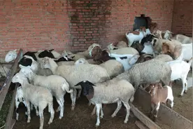 用花生秧豆腐渣玉米面喂羊，羊不吃，原因是啥？