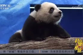 大明星来了！大熊猫“圆宝”在台北首次公开亮相|中国新闻视频封面