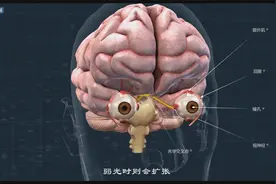 #超酷医学视频# 医学动画：视觉听觉嗅觉味觉触觉是如何产生的？