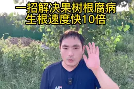 一招解决果树根腐病，生根速度快10倍视频封面