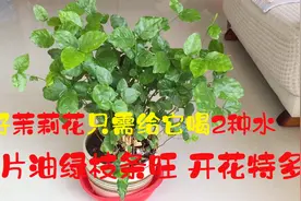 茉莉花只喜欢“2种水”，经常喝叶片大又亮、长枝条开花多！视频封面