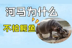 鳄鱼作为顶级杀手，为何河马却不怕它？请你查一下河马是啥段位视频封面