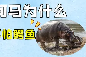 鳄鱼作为顶级杀手，为何河马却不怕它？请你查一下河马是啥段位视频封面