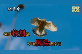 纪录片：一只微型小老鼠的成长历险记最终收获爱情。视频封面