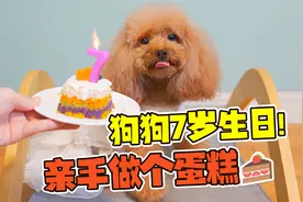 铲屎官亲手给狗狗做生日蛋糕，虽然很简单但是爱意满满，好暖心！视频封面