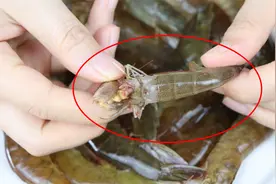 虾头能吃吗？虾头里黄色的东西是“屎”还是“黄”？终于有答案了