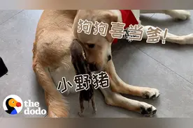 337天，被拉布拉多养大的小野猪，跨越物种的深厚情谊视频封面