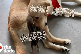 337天，被拉布拉多养大的小野猪，跨越物种的深厚情谊视频封面