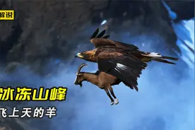 猛禽之王金雕让羊飞上天，被冻住的火烈鸟破冰飞翔视频封面
