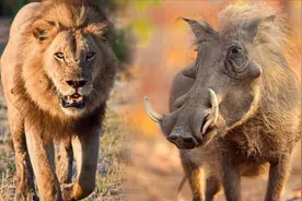 草原之王狮子遇到了600斤野猪，谁能更胜一筹？输的心服口服！