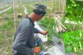 苦瓜种植既是一门技术活，也是苦力活，这个过程应该注意什么？视频封面