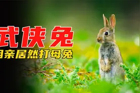 野兔居然用“呲尿”找对象，说这是天然香水，搞笑动物纪录片视频封面