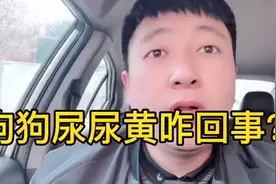 狗狗尿尿黄咋回事？咋办？