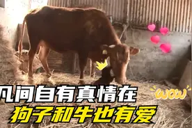 狗子认牛当妈，它们相依为命，遇主人强行分开，亲情举动让人泪奔视频封面